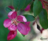 Malus &times; purpurea