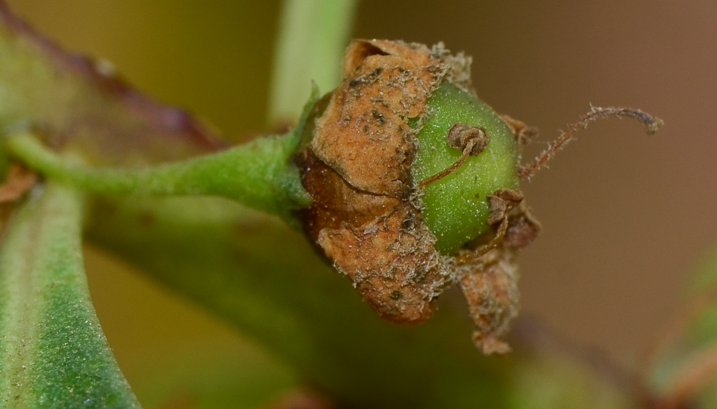 Изображение особи Myoporum acuminatum.