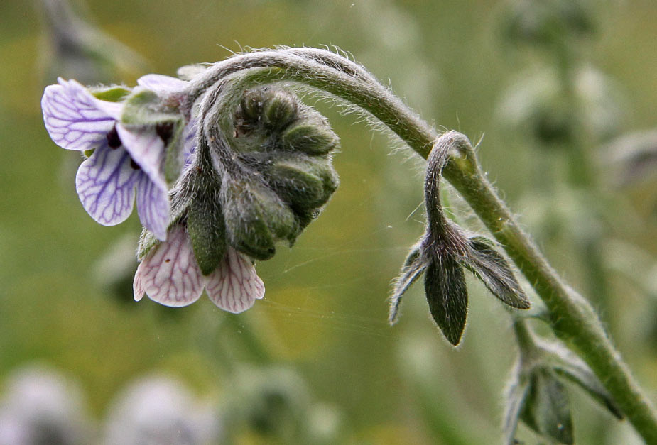 Image of Cynoglossum creticum specimen.