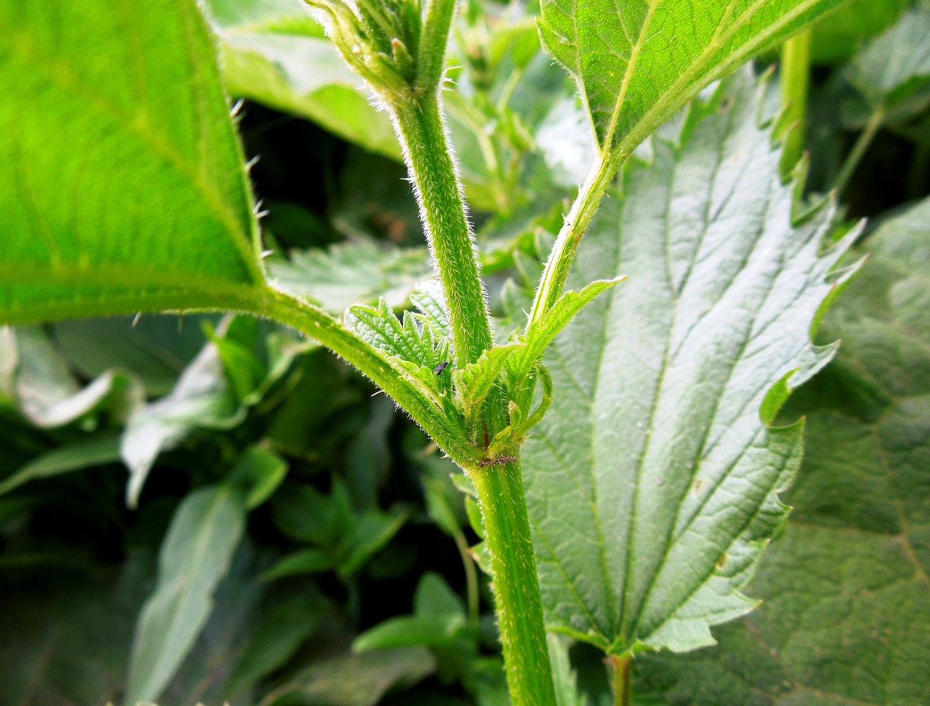 Image of Urtica dioica specimen.