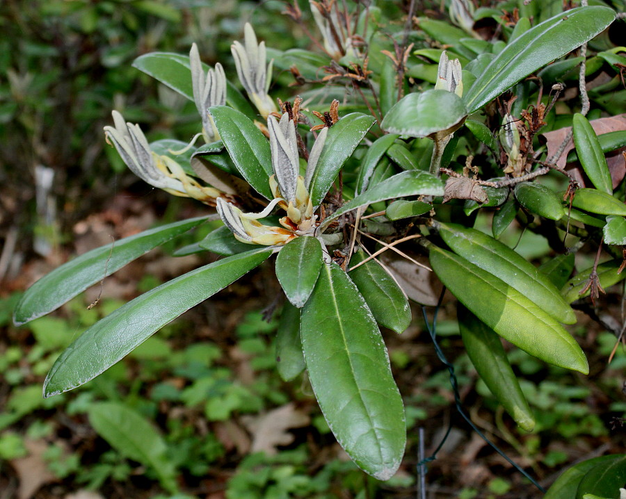 Изображение особи Rhododendron yakushimanum.