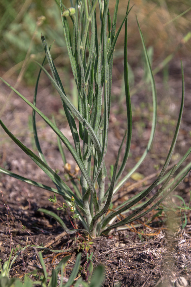 Изображение особи Scorzonera stricta.