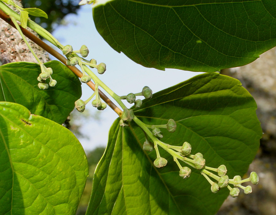 Image of Idesia polycarpa specimen.