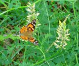 Astragalus cicer