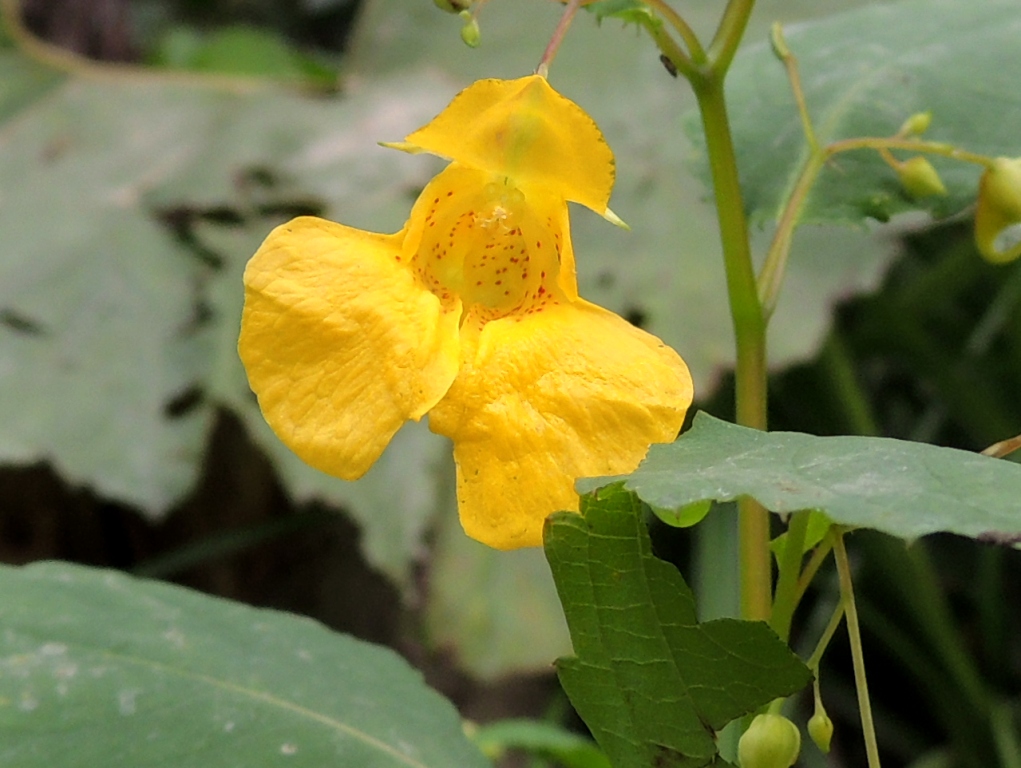 Image of Impatiens noli-tangere specimen.