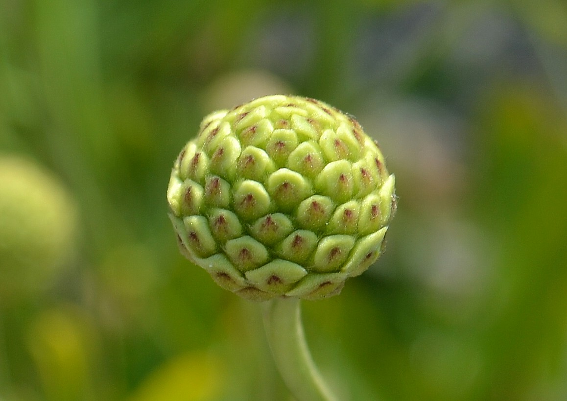 Image of Cephalaria coriacea specimen.