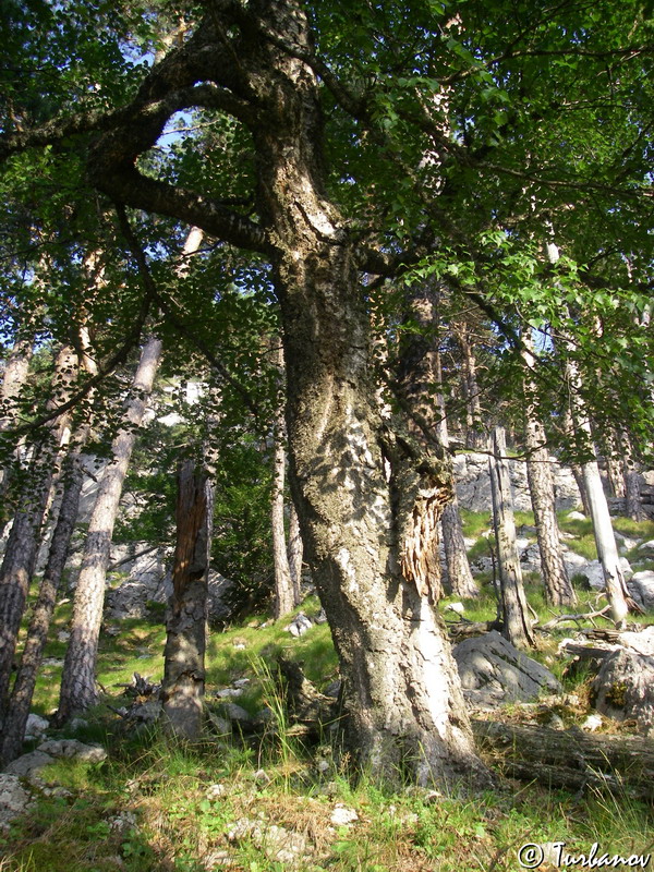 Изображение особи Betula pendula.