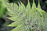 Dryopteris expansa. Верхушка вайи с сорусами (вид снизу). Республика Коми, Печоро-Илычский заповедник, долина реки Ыджыд-Ляга. 18.08.2014.