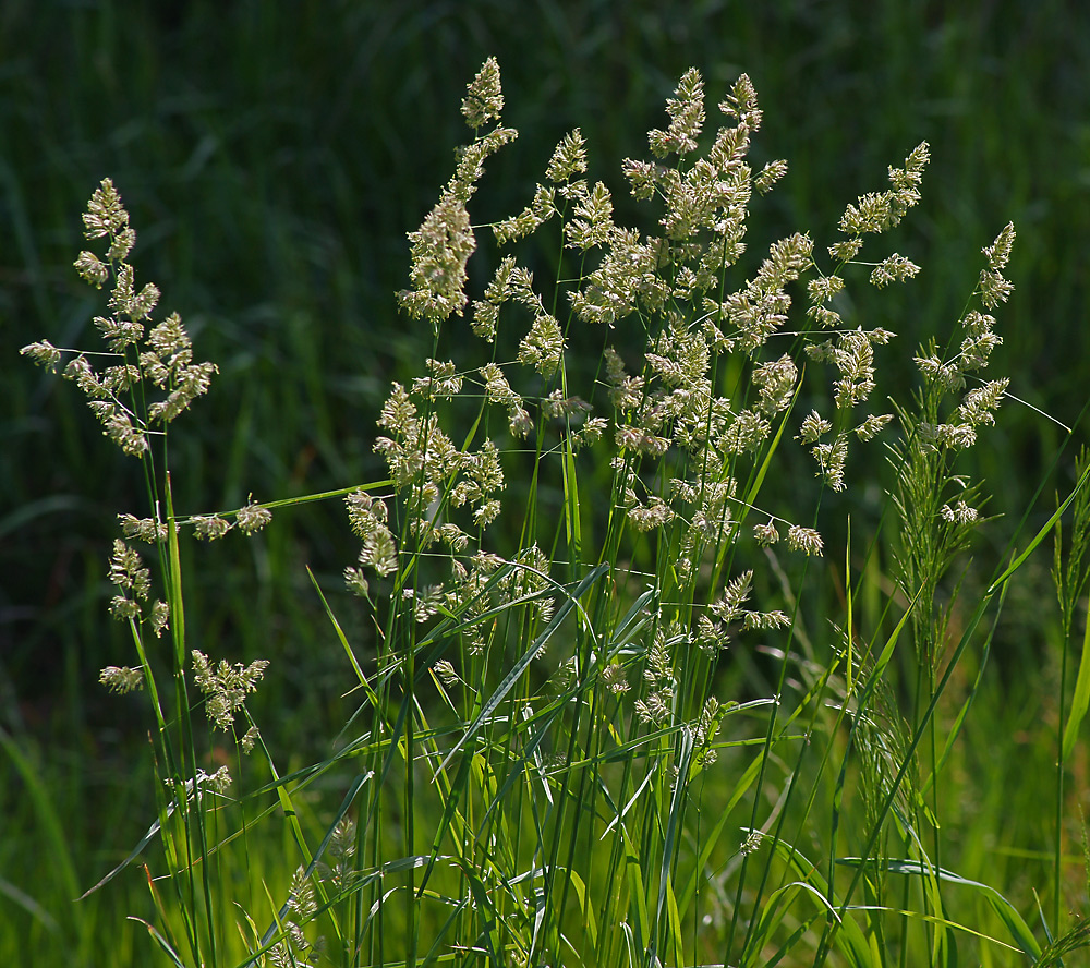 Изображение особи Dactylis glomerata.