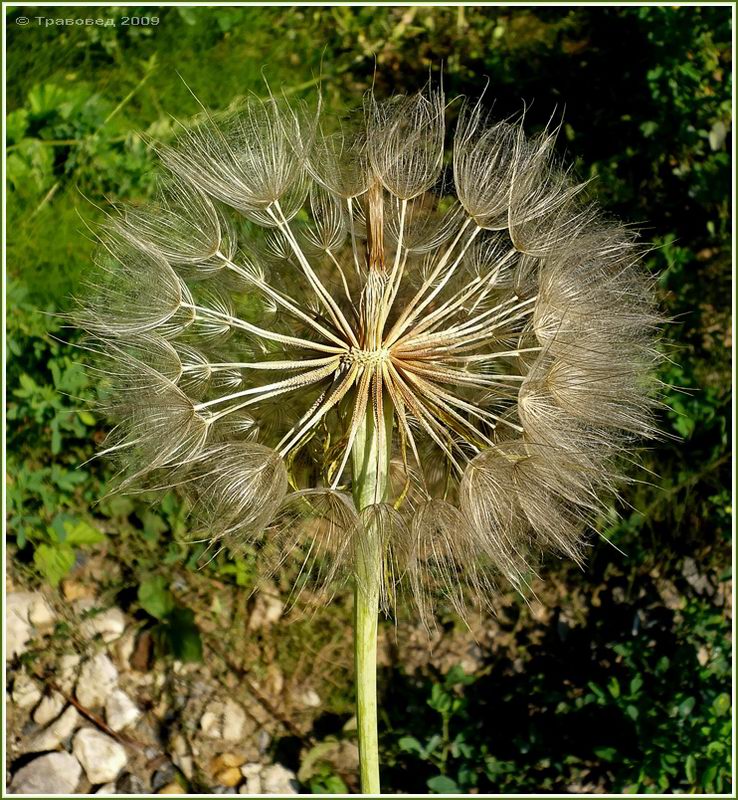 Image of Tragopogon dubius ssp. major specimen.