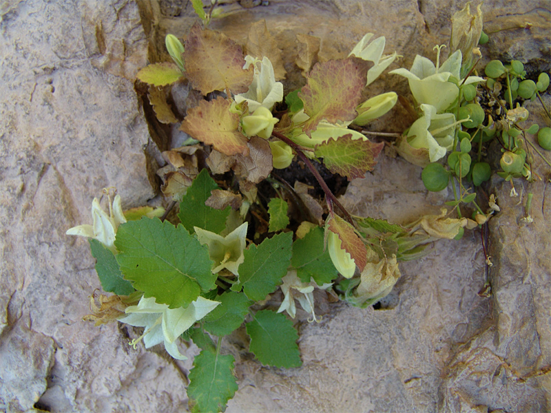 Image of Campanula pendula specimen.