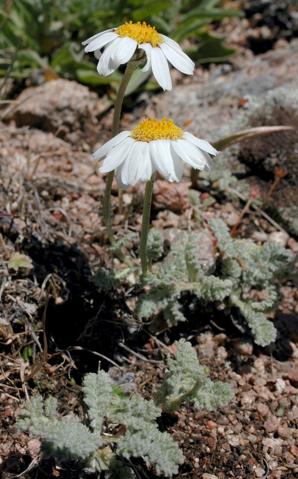 Image of Richteria pyrethroides specimen.