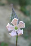 Silene noctiflora. Цветок. Томская обл., окр. г. Томск, пустырь. 20.09.2009.