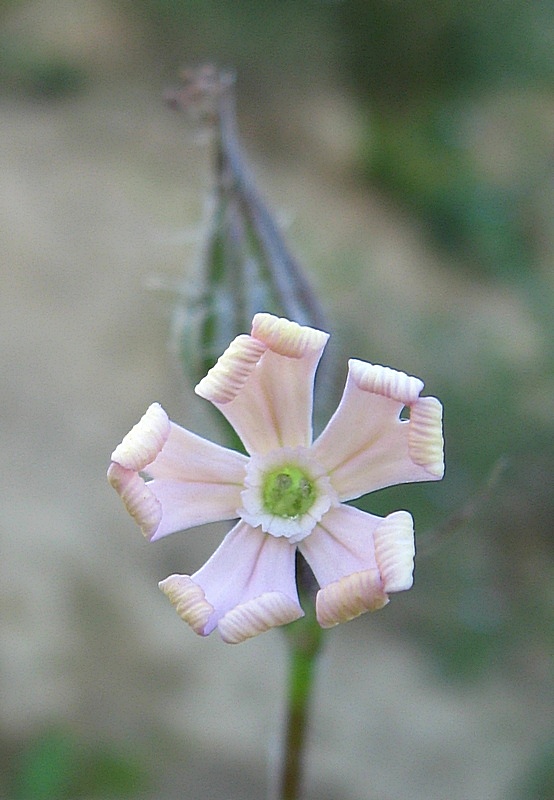 Image of Silene noctiflora specimen.