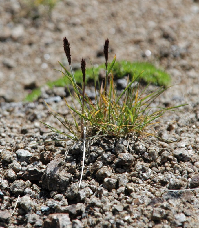 Image of Trisetum spicatum specimen.