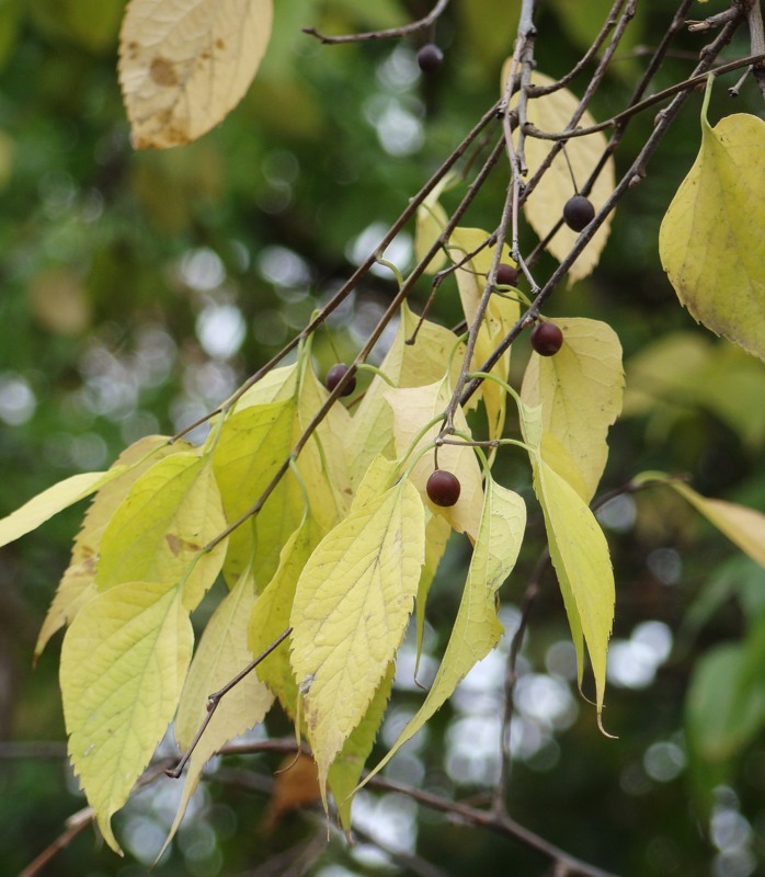 Image of genus Celtis specimen.