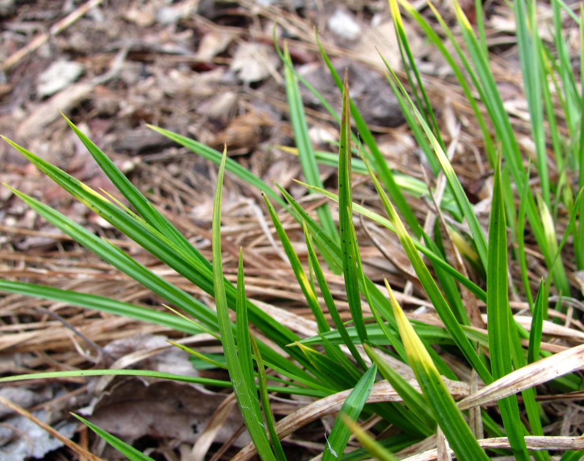 Изображение особи Carex pallescens.