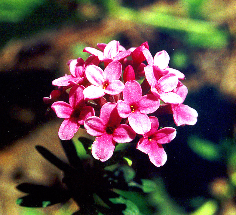 Image of Daphne cneorum specimen.