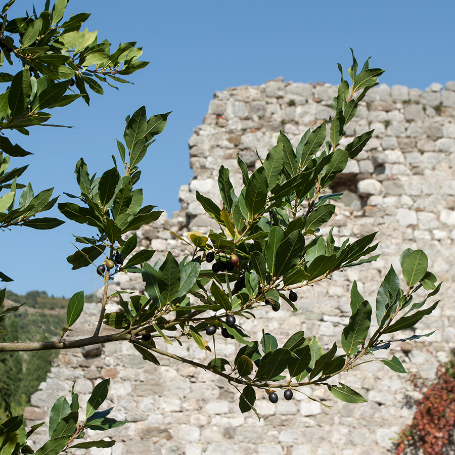 Image of Laurus nobilis specimen.