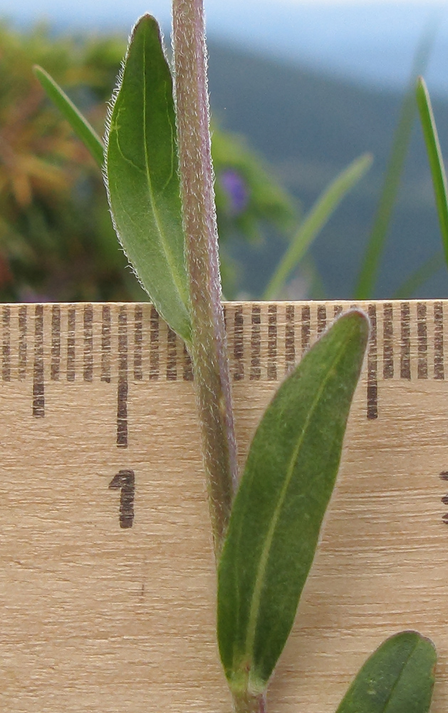 Image of Aster alpinus specimen.