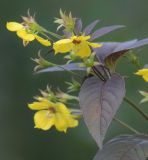 Lysimachia ciliata