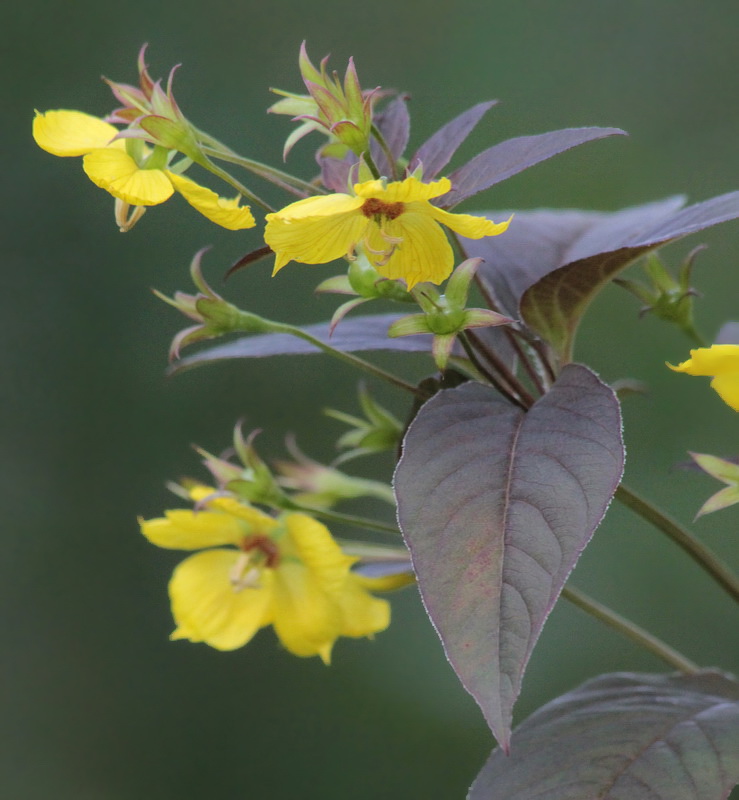 Image of Lysimachia ciliata specimen.