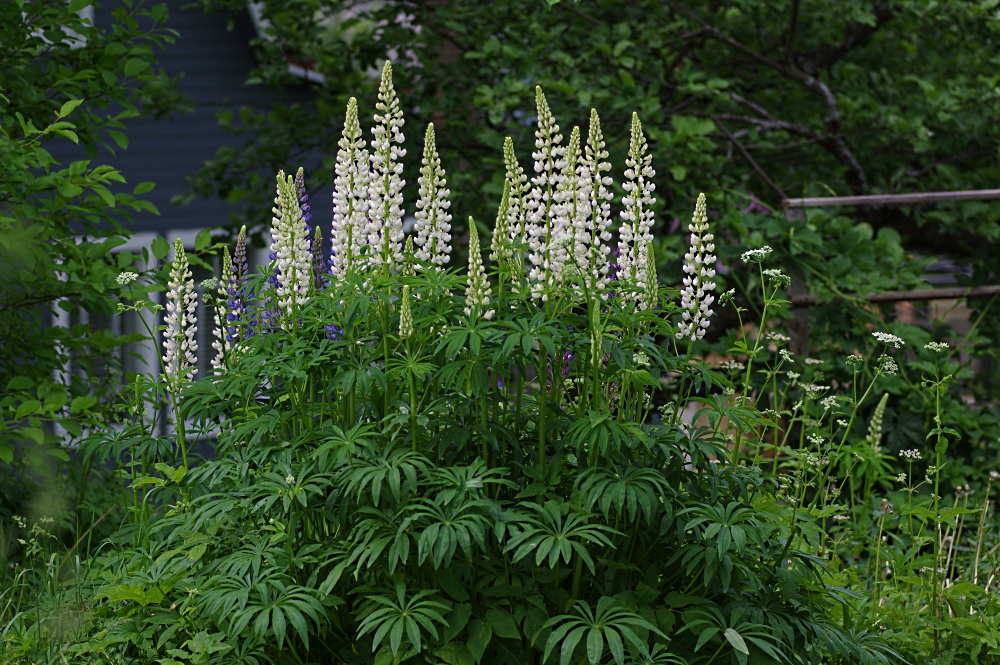 Image of Lupinus &times; regalis specimen.