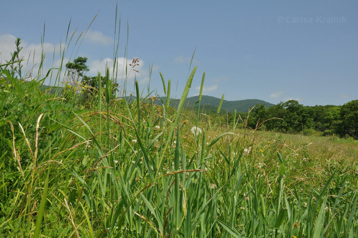 Image of Phleum pratense specimen.