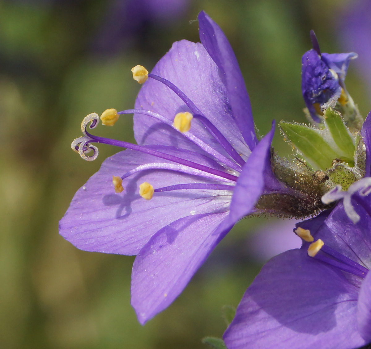 Image of Polemonium caeruleum specimen.