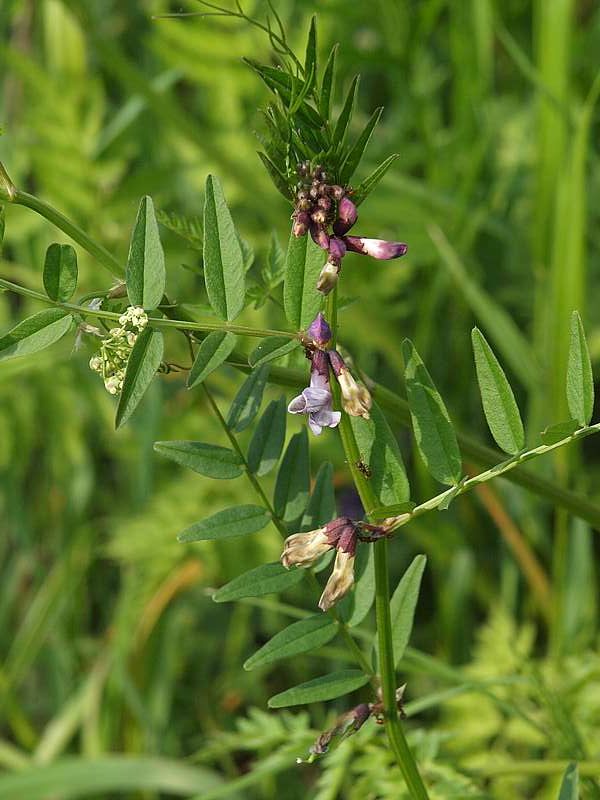 Изображение особи Vicia sepium.