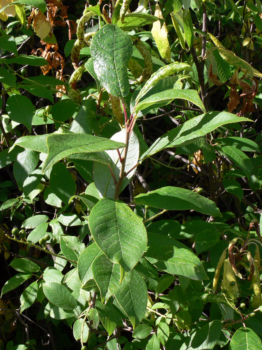 Image of Padus avium specimen.