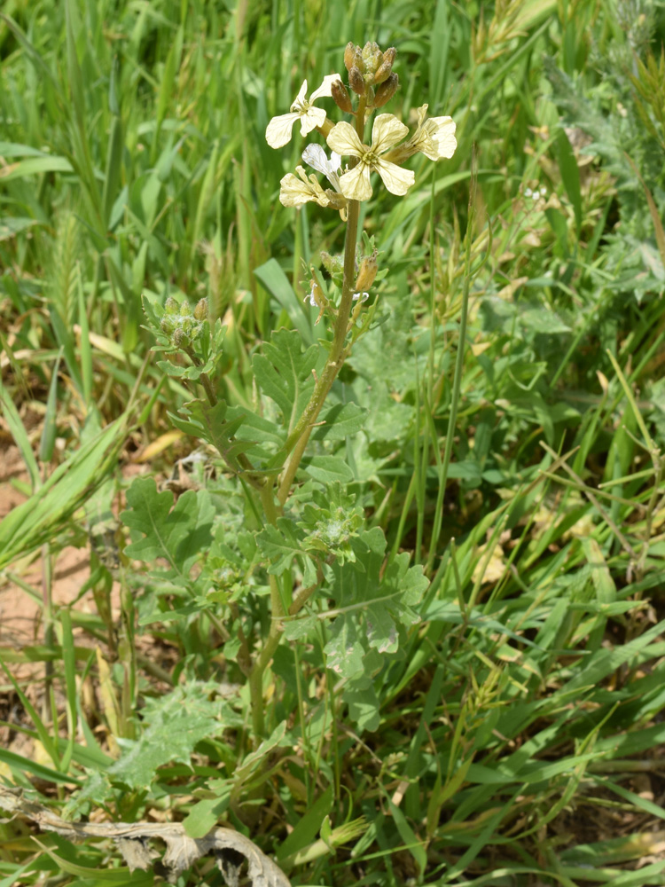 Image of Eruca sativa specimen.