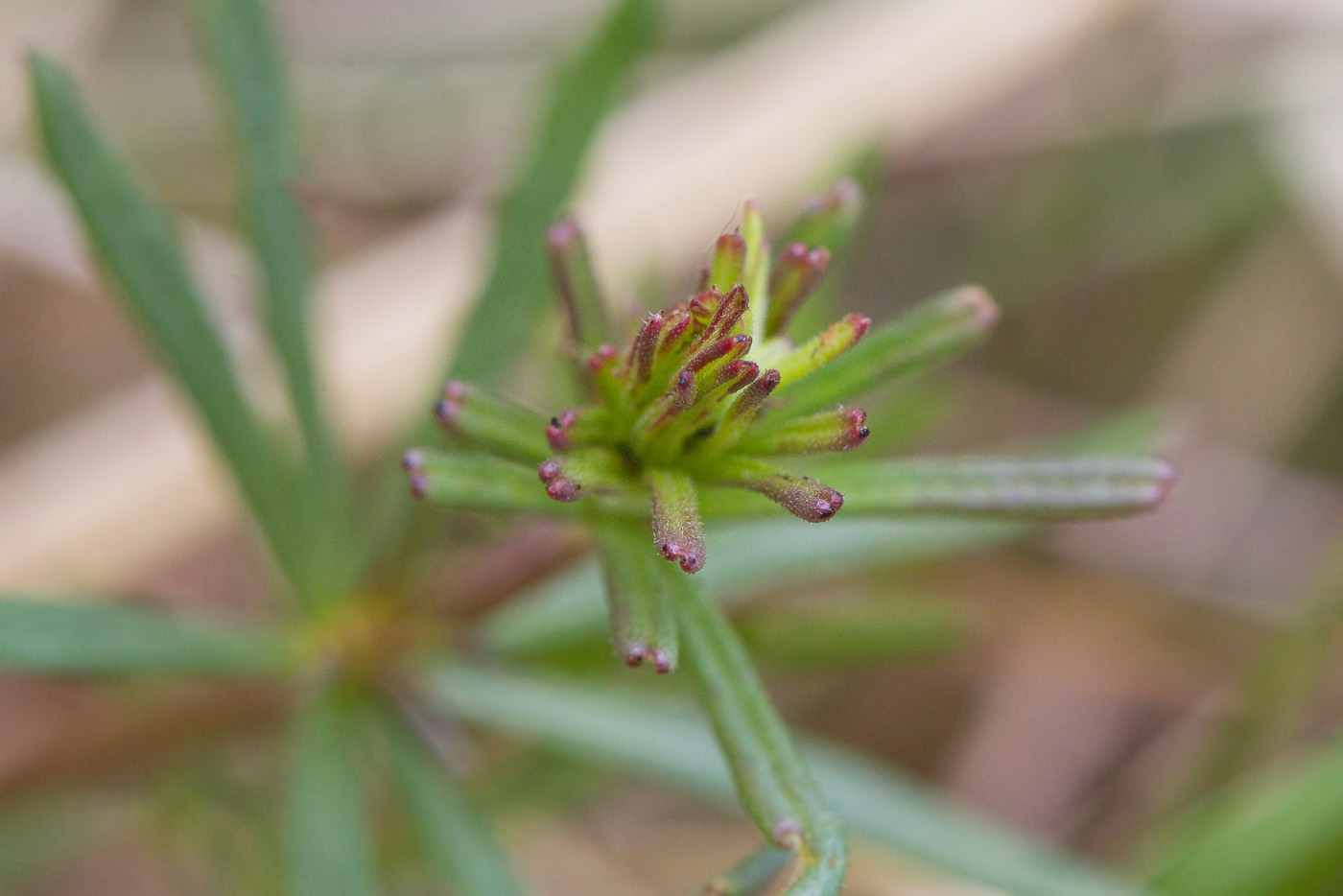 Изображение особи Galium verum.