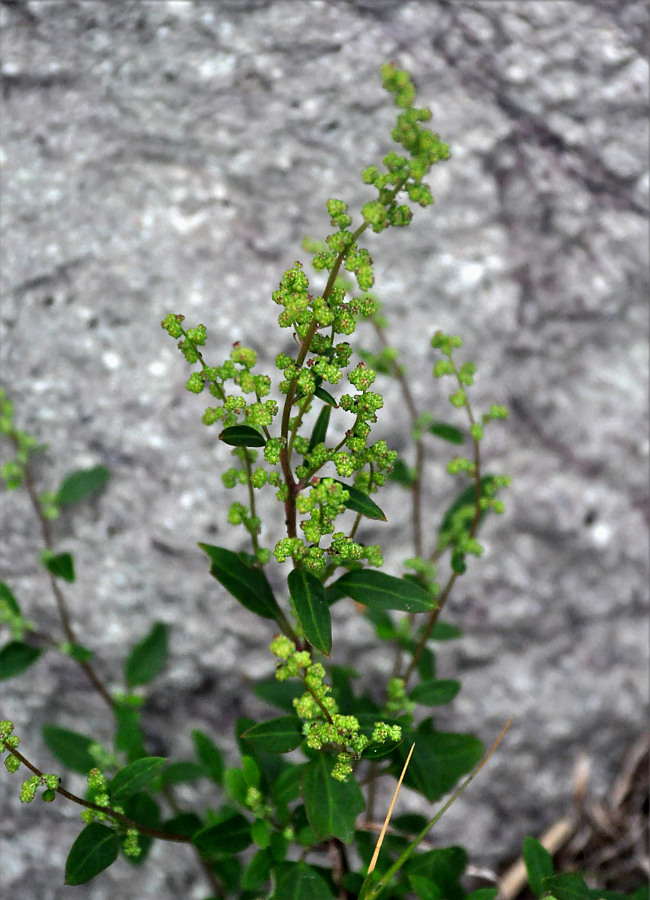 Изображение особи Chenopodium album.