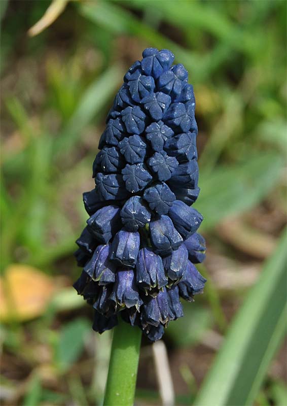 Image of Pseudomuscari paradoxum specimen.