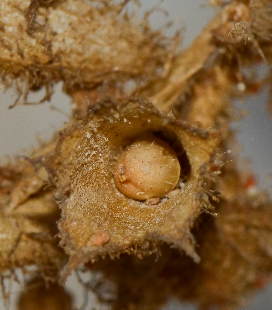 Image of Hyoscyamus desertorum  specimen.