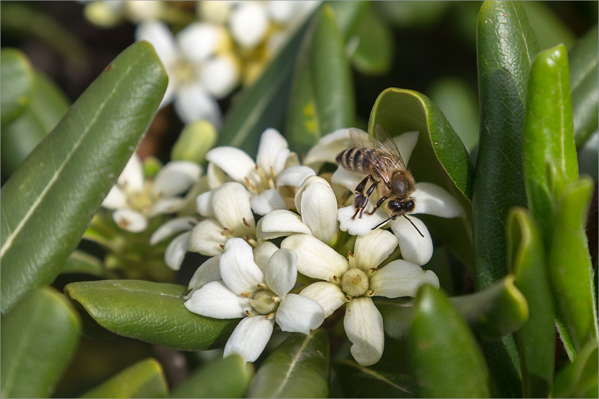 Image of Pittosporum tobira specimen.