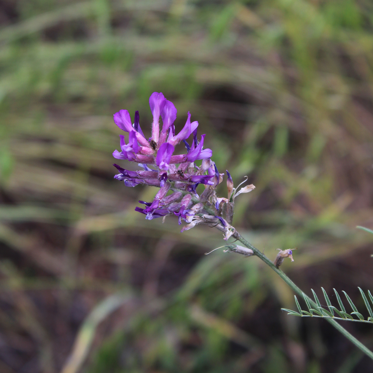 Image of Astragalus varius specimen.