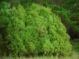 Juniperus communis. Взрослое дерево на опушке леса. Удмуртия, Завьяловский р-н, окр. дер. Дуброво. 18.07.2009.