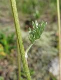 Anthemis marschalliana subspecies pectinata. Часть побега. Кабардино-Балкария, Эльбрусский р-н, долина р. Ирик, ок. 2700 м н.у.м. 14.07.2016.