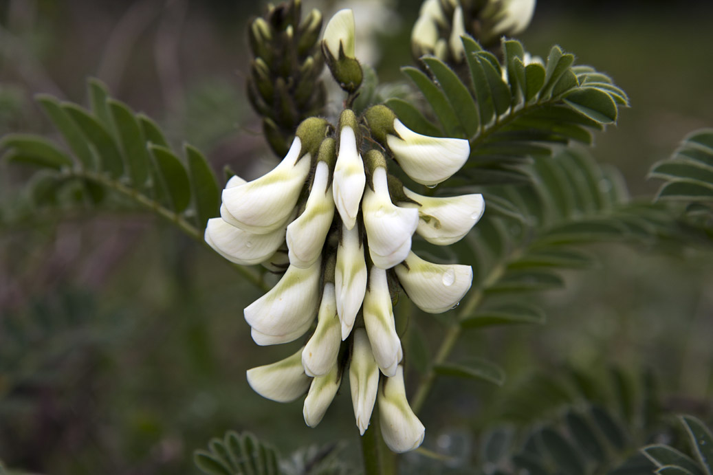 Изображение особи Erophaca baetica ssp. orientalis.