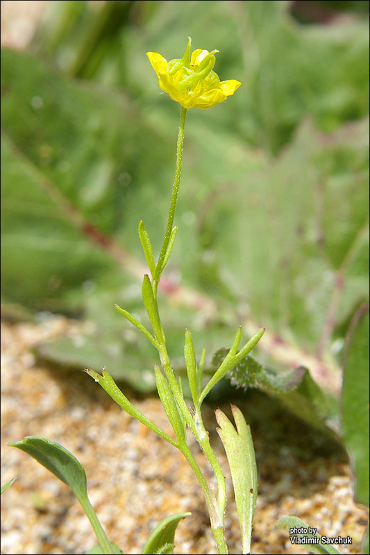 Image of Ranunculus arvensis specimen.