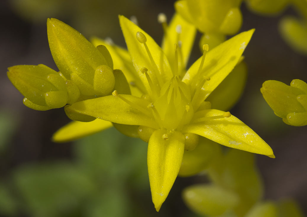 Image of Sedum acre specimen.