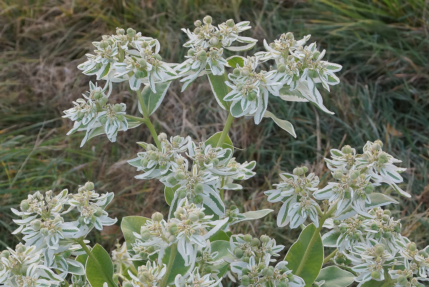 Изображение особи Euphorbia marginata.