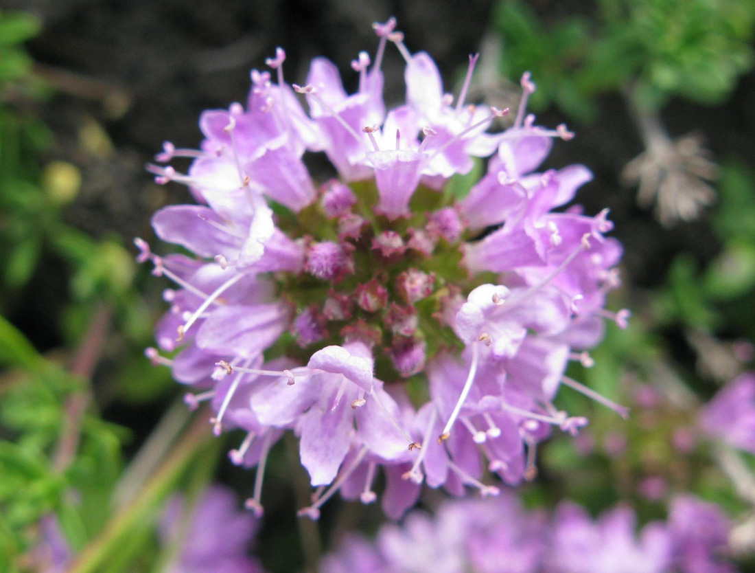 Image of Thymus dubjanskyi specimen.