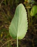 Eryngium planum. Лист (нижняя сторона). Восточный Казахстан, Уланский р-н, окр. с. Украинка, солончаковый луг. 10.07.2016.