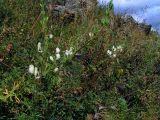 Aconitum anthoroideum. Отцветающие растения с плодами. Республика Алтай, Шебалинский р-н, долина р. Черная, южный склон. 26 августа 2005 г.