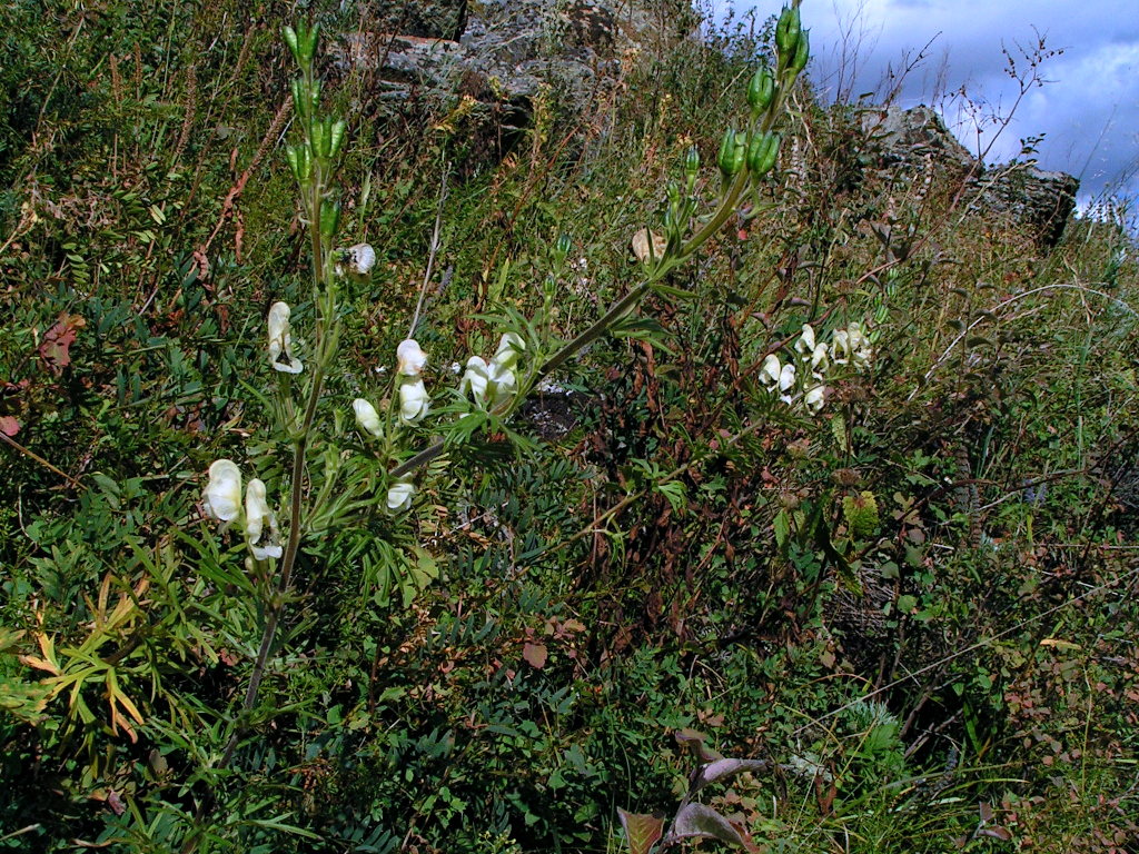 Image of Aconitum anthoroideum specimen.