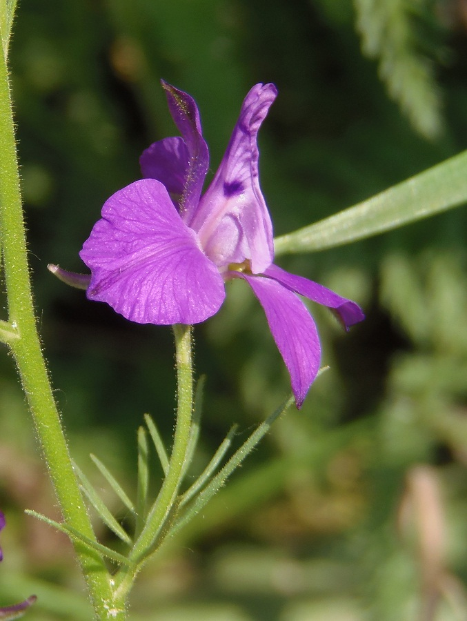 Image of Delphinium ajacis specimen.