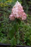 Hydrangea paniculata